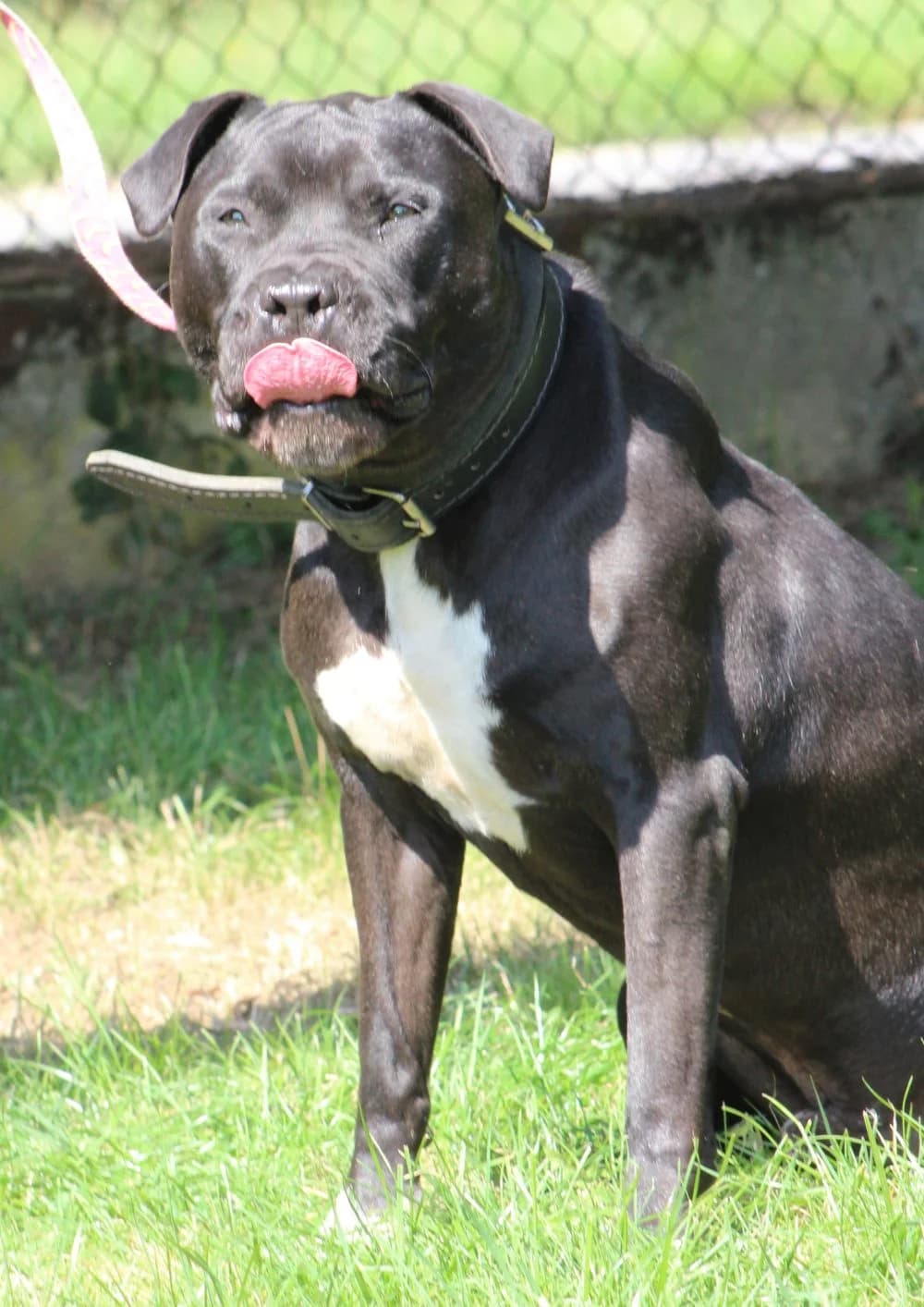 PAKO, 7yo American Staffordshire Terrier for adoption at Schronisko Kraków, Kraków