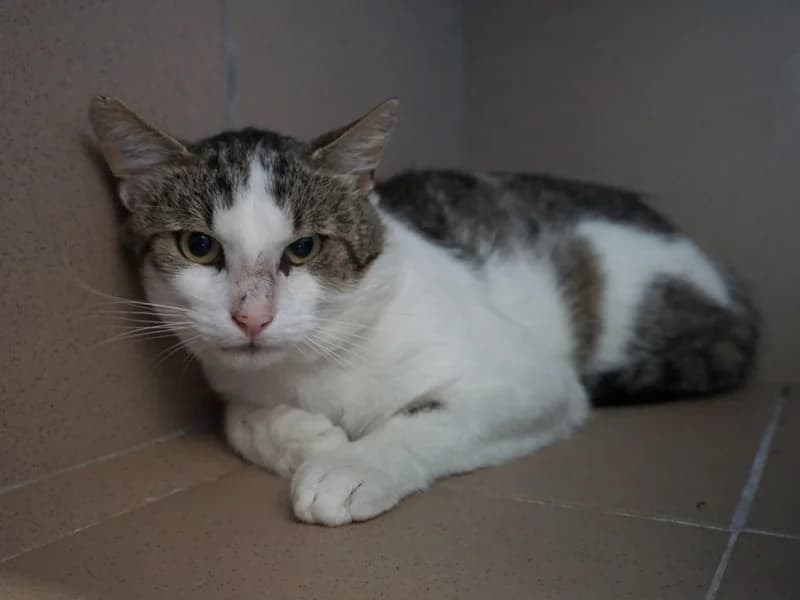 ROCKY, 3yo mixed breed for adoption at Schronisko Kraków, Kraków