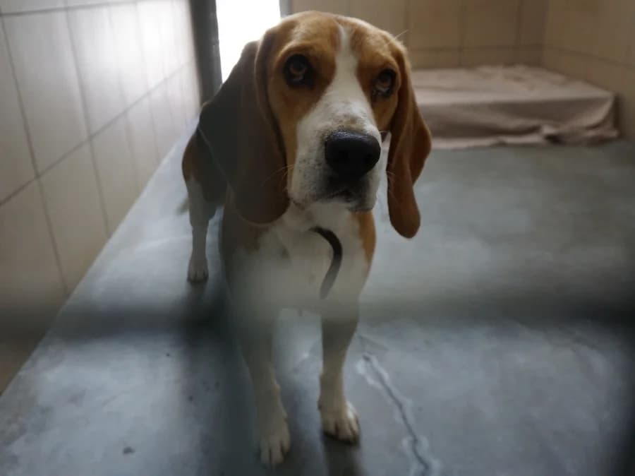 BŁAWATEK, 4yo Beagle for adoption at Schronisko Kraków, Kraków