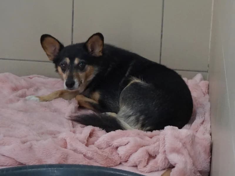POGODYNKA, 3yo mixed breed for adoption at Schronisko Kraków, Kraków
