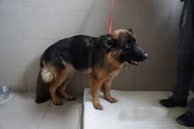 PENNY, female mixed breed for adoption at Schronisko Kraków, Kraków