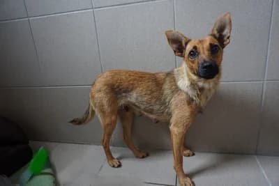 MILA, young mixed breed for adoption at Schronisko Kraków, Kraków