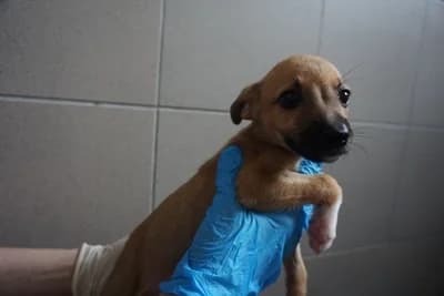 BAJKA, puppy mixed breed for adoption at Schronisko Kraków, Kraków