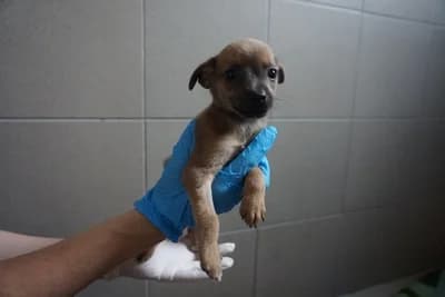 ED, puppy mixed breed for adoption at Schronisko Kraków, Kraków