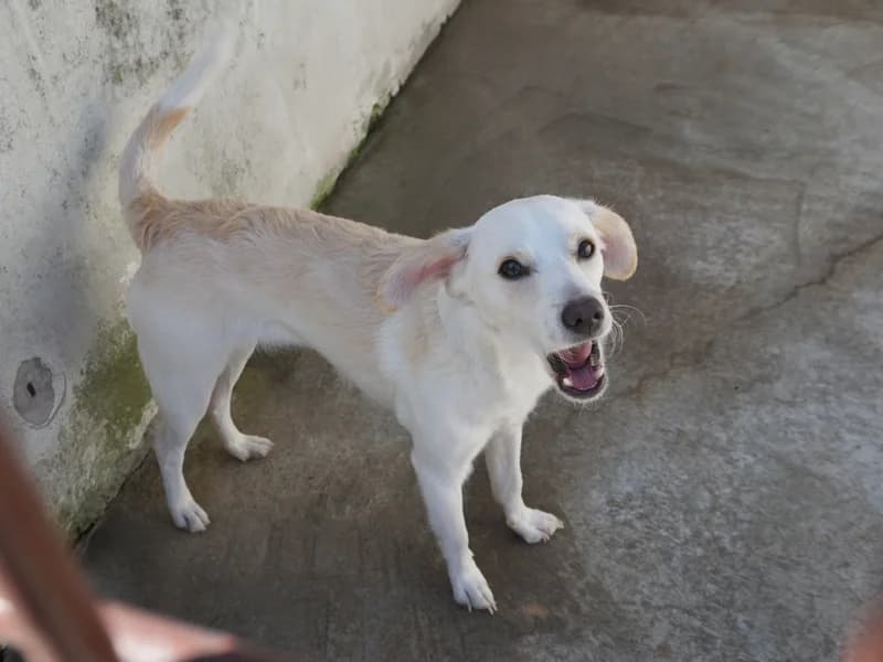 MARTA, female young mixed breed for adoption at Schronisko Kraków, Kraków
