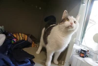 LAURENCJIUSZ, 4yo mixed breed for adoption at Schronisko Kraków, Kraków