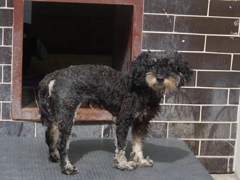 FOREMKA, 6yo mixed breed for adoption at Schronisko Kraków, Kraków