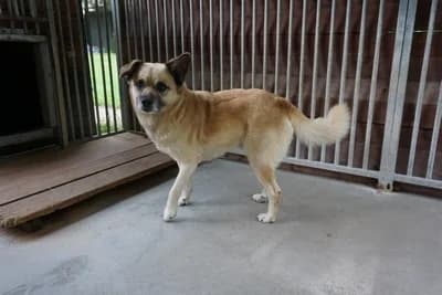 BARNABA, 6yo mixed breed for adoption at Schronisko Kraków, Kraków