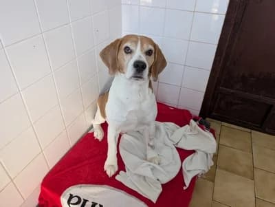 BUCZEK, senior Beagle for adoption at Schronisko Kraków, Kraków