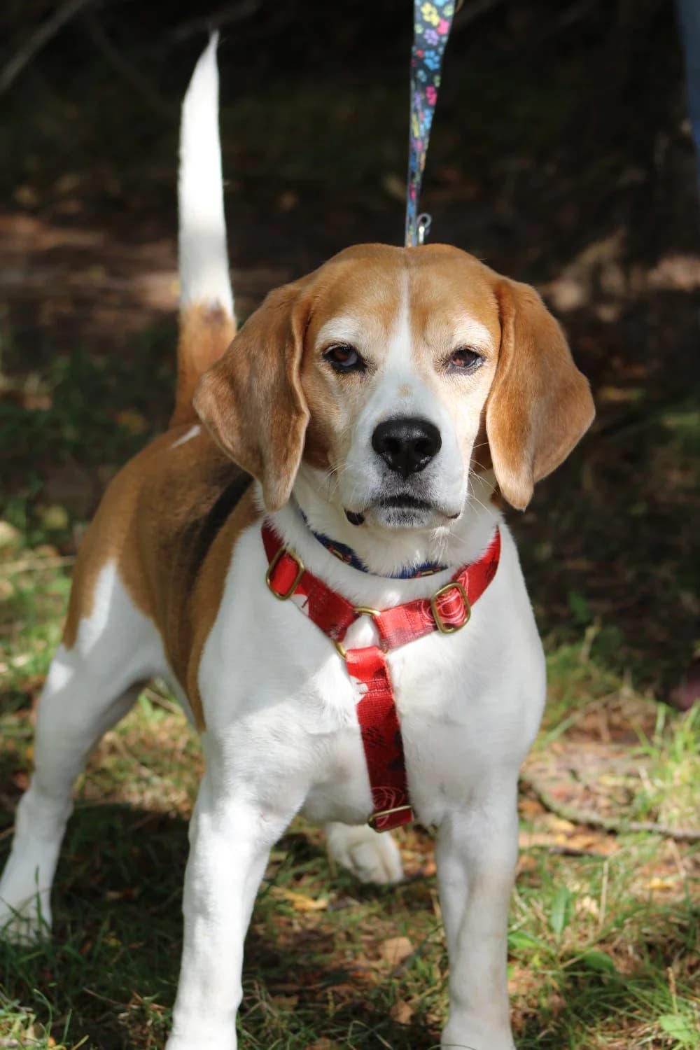 BUCZEK, senior Beagle for adoption at Schronisko Kraków, Kraków