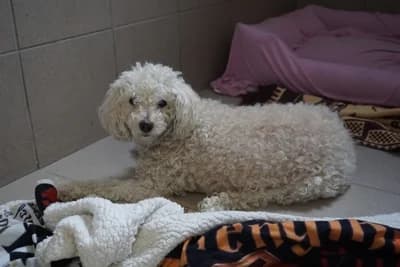 PUSIA, senior Poodle for adoption at Schronisko Kraków, Kraków