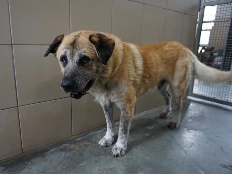 LESTAT, male senior mixed breed for adoption at Schronisko Kraków, Kraków