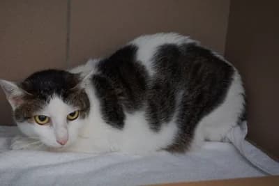 TURBO, 3yo mixed breed for adoption at Schronisko Kraków, Kraków