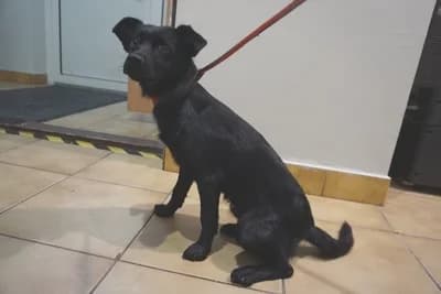 NIWA, female young mixed breed for adoption at Schronisko Kraków, Kraków