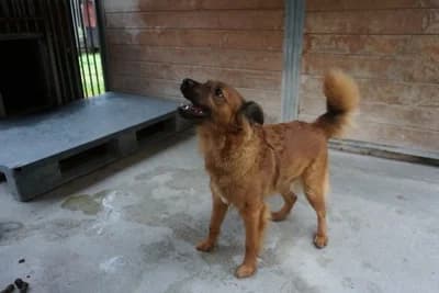 LADY, young mixed breed for adoption at Schronisko Kraków, Kraków