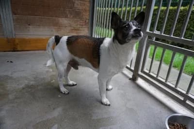 ZBYSZKO, 6yo mixed breed for adoption at Schronisko Kraków, Kraków