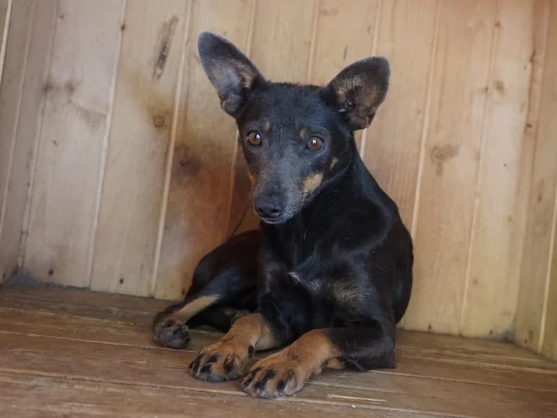 KASZA, puppy mixed breed for adoption at Schronisko Kraków, Kraków