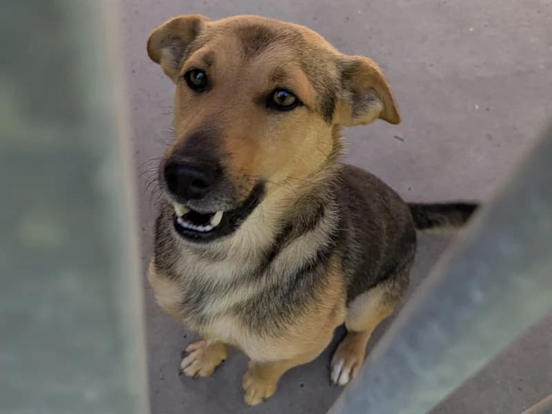 FELEK, male 4yo mixed breed for adoption at Schronisko Kraków, Kraków