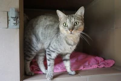 FILA, 3yo mixed breed for adoption at Schronisko Kraków, Kraków