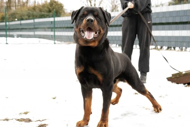 MURCZIK, 5yo Rottweiler for adoption at Schronisko Kraków, Kraków