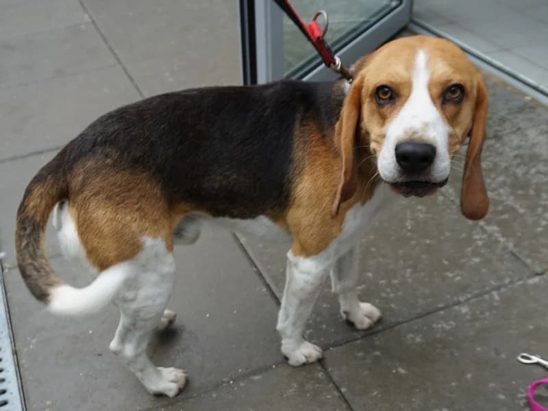 BŁAWATEK, male 4yo Beagle for adoption at Schronisko Kraków, Kraków