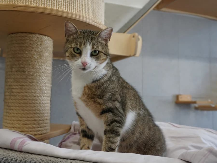 MIAŁGORZATA, 7yo mixed breed for adoption at Schronisko Kraków, Kraków