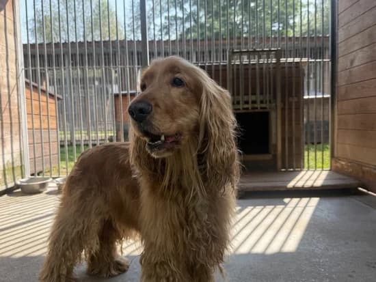 BAX, 7yo Cocker Spaniel for adoption at Schronisko Kraków, Kraków