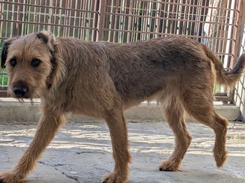 TEKSAS, male young mixed breed for adoption at Schronisko Kraków, Kraków