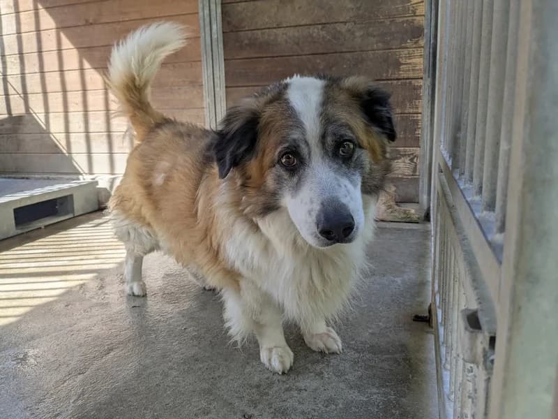 BERNARD, male 7yo mixed breed for adoption at Schronisko Kraków, Kraków