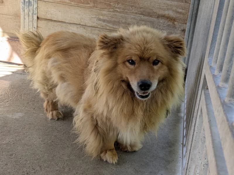 MUFASA, male 7yo mixed breed for adoption at Schronisko Kraków, Kraków