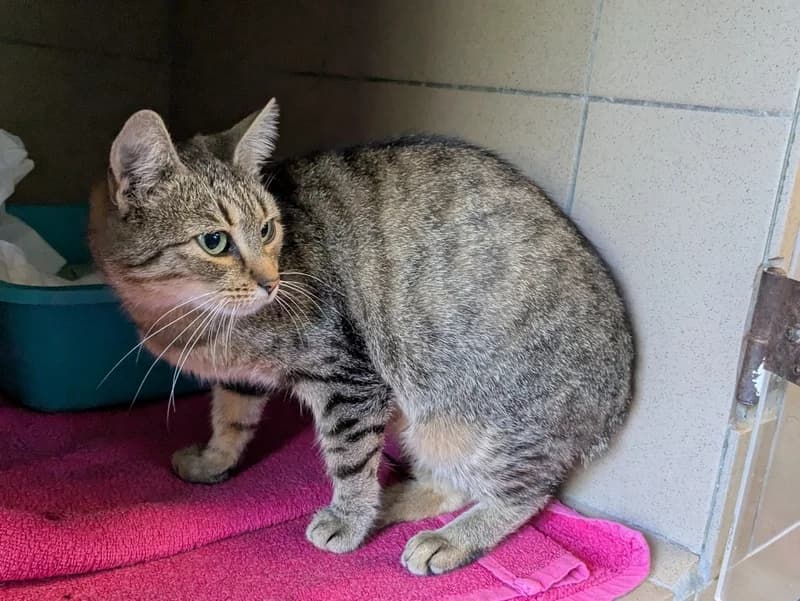 FANTAZJA, female 3yo mixed breed for adoption at Schronisko Kraków, Kraków