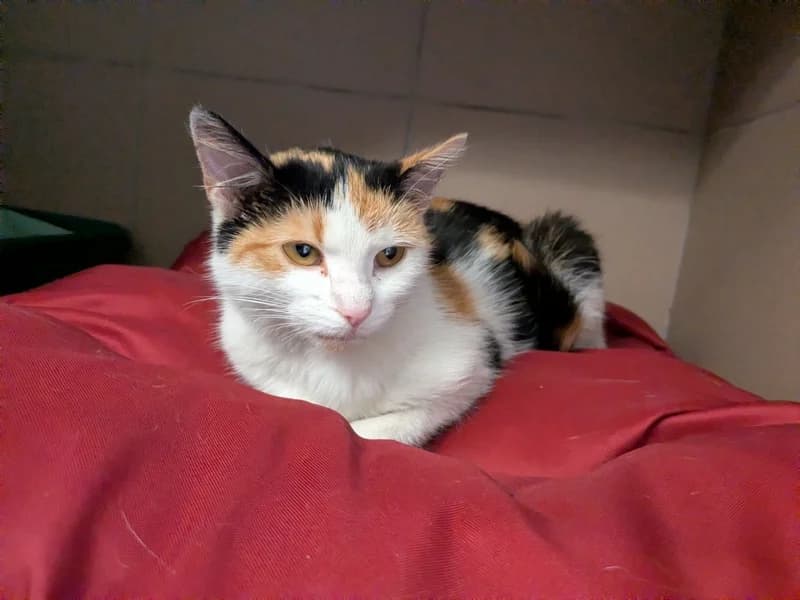 BALBINKA, young mixed breed for adoption at Schronisko Kraków, Kraków