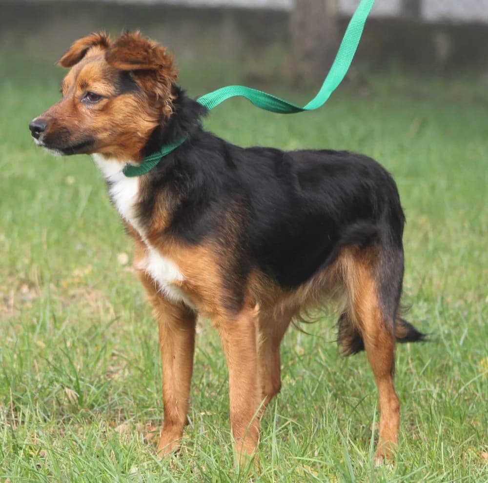 NAOMI, young mixed breed for adoption at Schronisko Kraków, Kraków