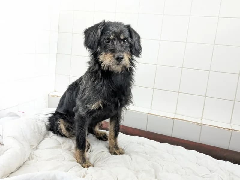 REBUS, young mixed breed for adoption at Schronisko Kraków, Kraków