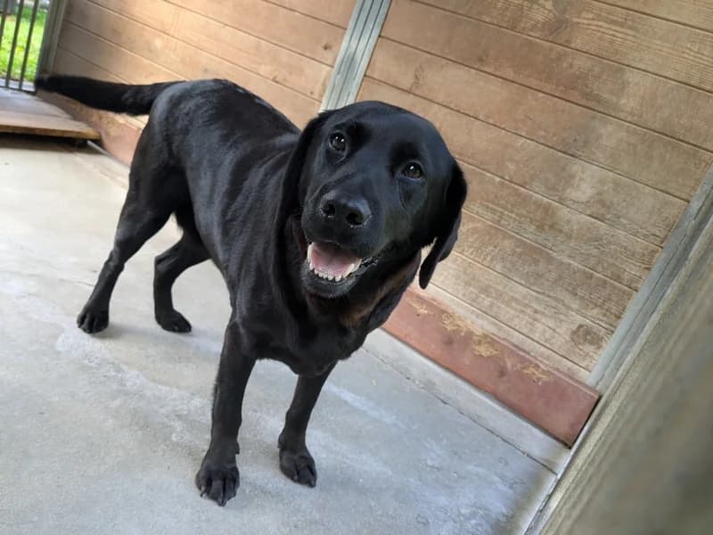LOLITA, 4yo Labrador Retriever for adoption at Schronisko Kraków, Kraków