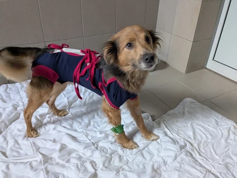 LISEK, 4yo mixed breed for adoption at Schronisko Kraków, Kraków