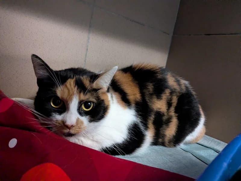 RODZYNKA, 4yo mixed breed for adoption at Schronisko Kraków, Kraków