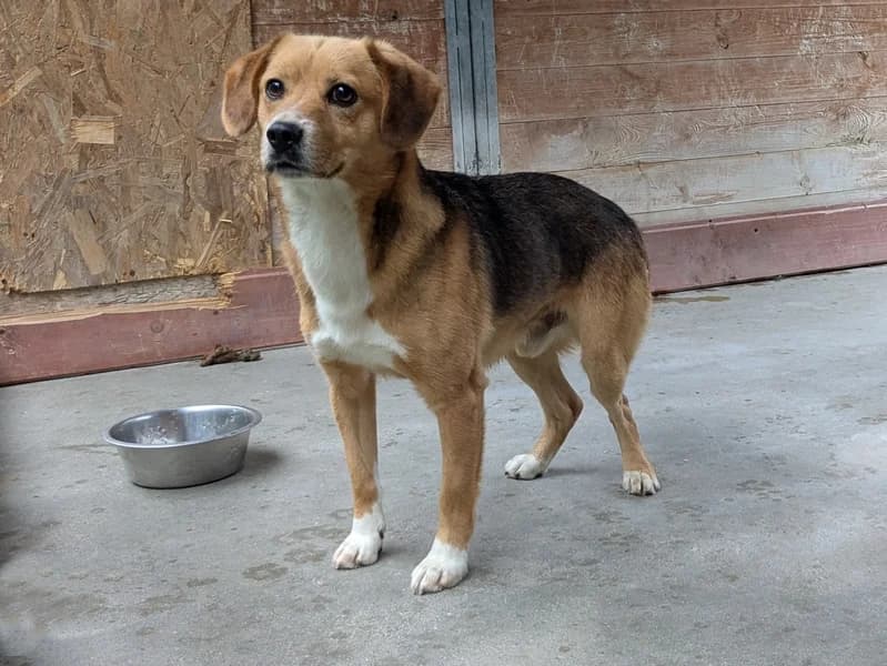 ANTEK, young mixed breed for adoption at Schronisko Kraków, Kraków