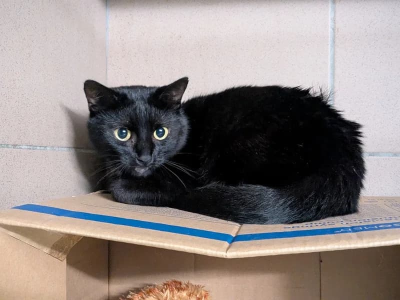 PIĘTKA, 3yo mixed breed for adoption at Schronisko Kraków, Kraków