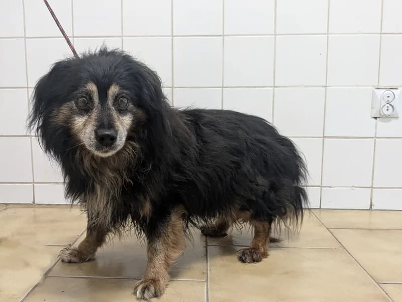 CHROBOTEK, senior mixed breed for adoption at Schronisko Kraków, Kraków