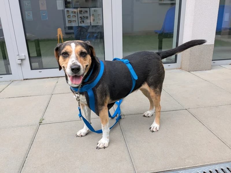 MOLLY, 4yo Beagle for adoption at Schronisko Kraków, Kraków