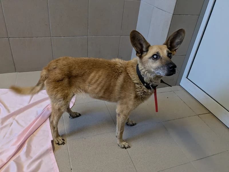 MARTUSIA, senior mixed breed for adoption at Schronisko Kraków, Kraków