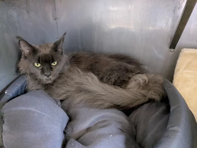 MARGARET, young Maine Coon for adoption at Schronisko Kraków, Kraków