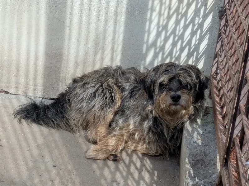 KOSMO, male 3yo mixed breed for adoption at Schronisko Kraków, Kraków