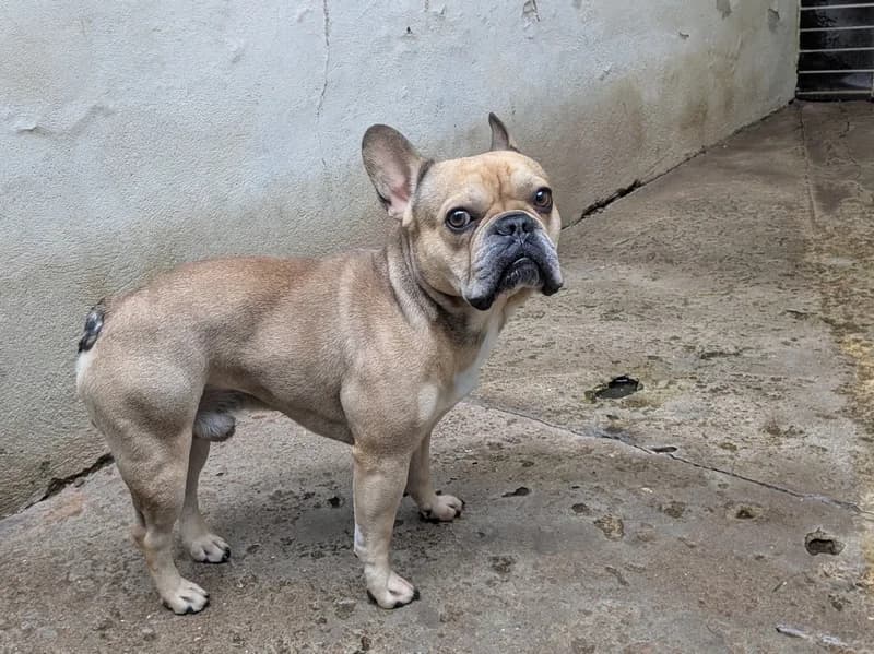 CHICO, 3yo mixed breed for adoption at Schronisko Kraków, Kraków