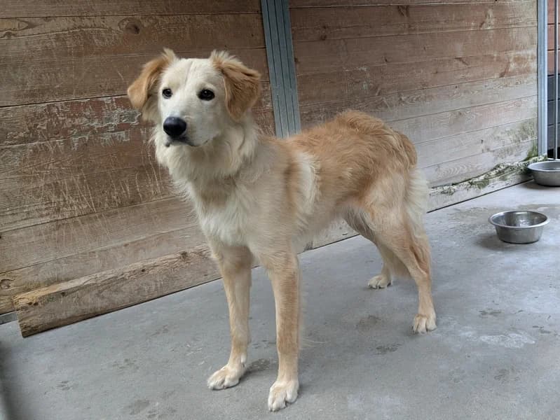 FRYTEK, young mixed breed for adoption at Schronisko Kraków, Kraków