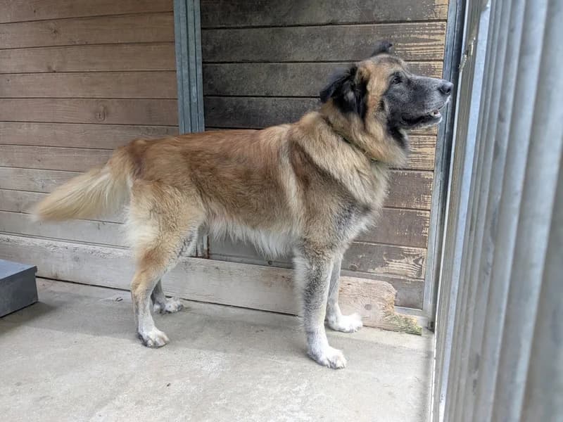 MANIEK, senior mixed breed for adoption at Schronisko Kraków, Kraków