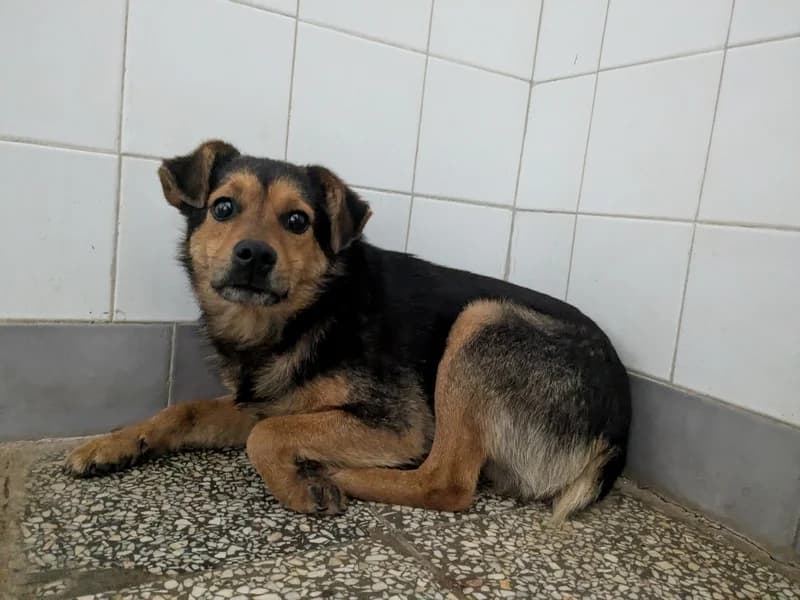 WIREK, young mixed breed for adoption at Schronisko Kraków, Kraków