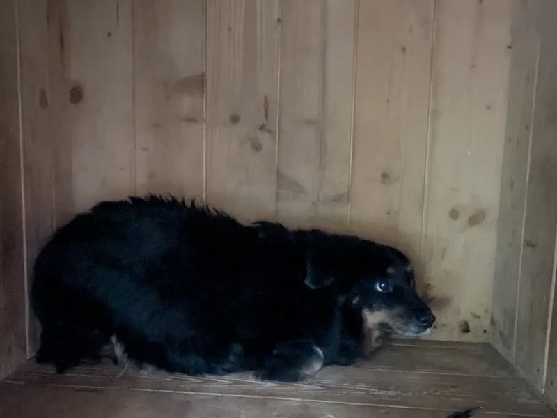 LUNA, senior mixed breed for adoption at Schronisko Kraków, Kraków
