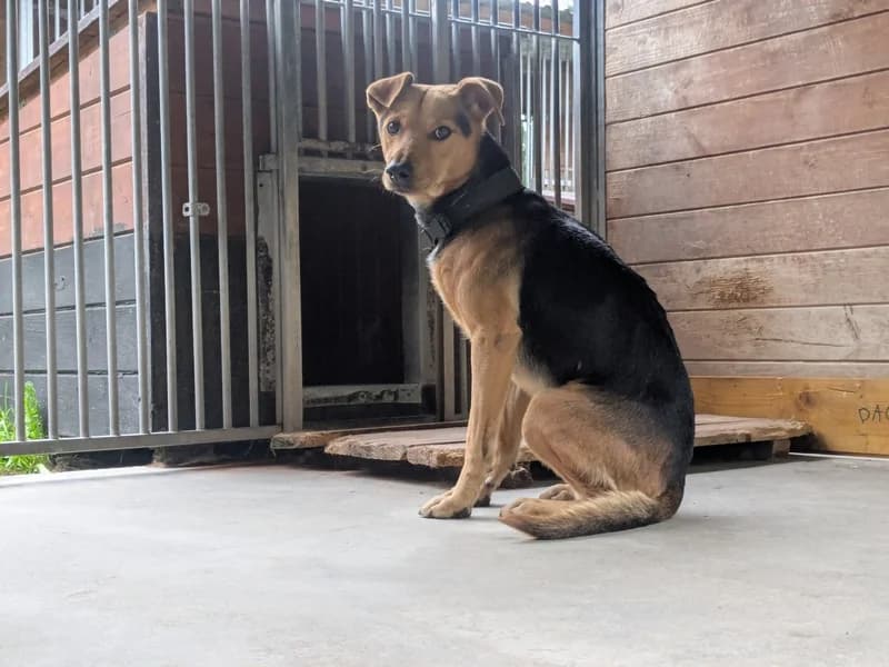 INU, 4yo mixed breed for adoption at Schronisko Kraków, Kraków